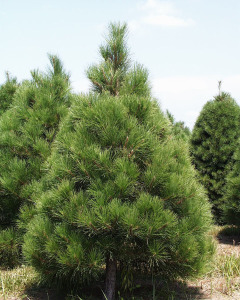 allergic to christmas trees NBPY